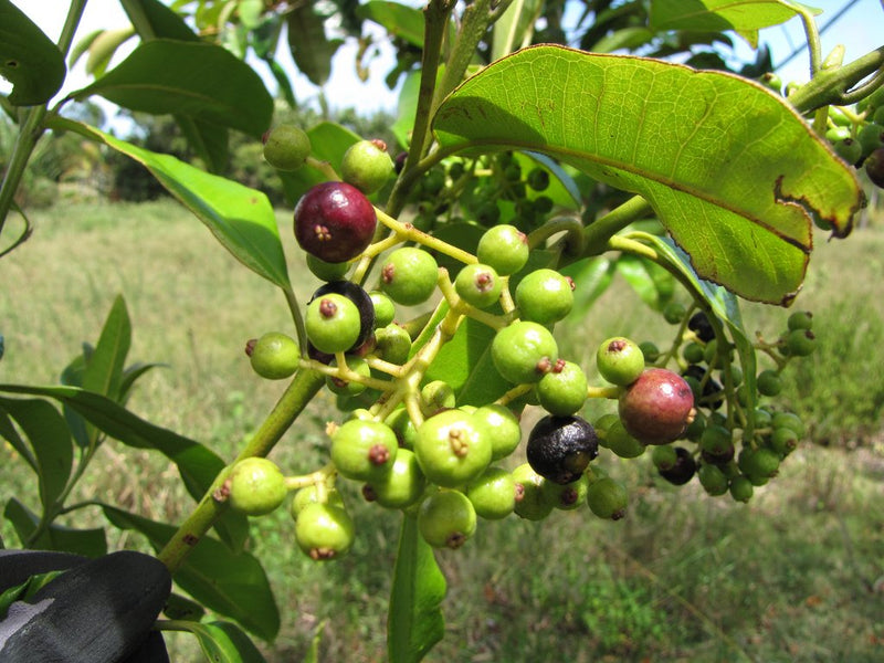 Allspices - Pimenta dioica Spice Plant