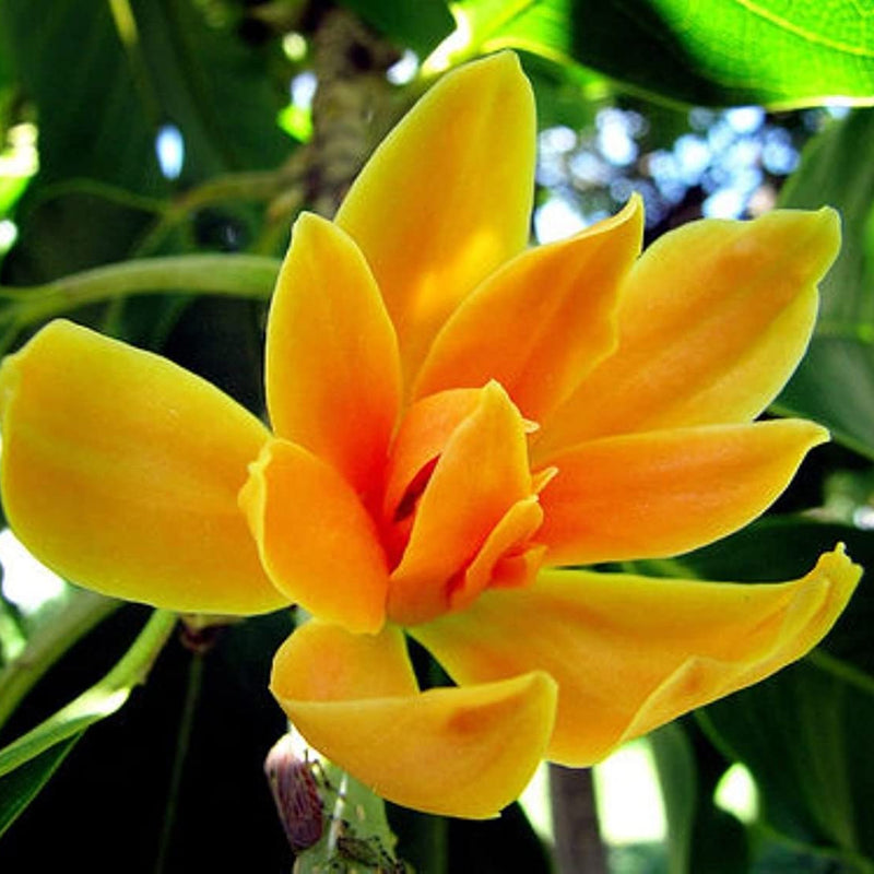 Golden Son Champa Flower Plant