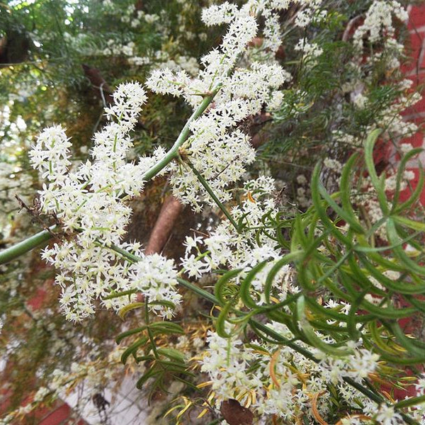 Shathavari ( Asparagus racemosus ) Medicinal Plant
