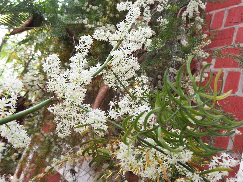 Shathavari ( Asparagus racemosus ) Medicinal Plant