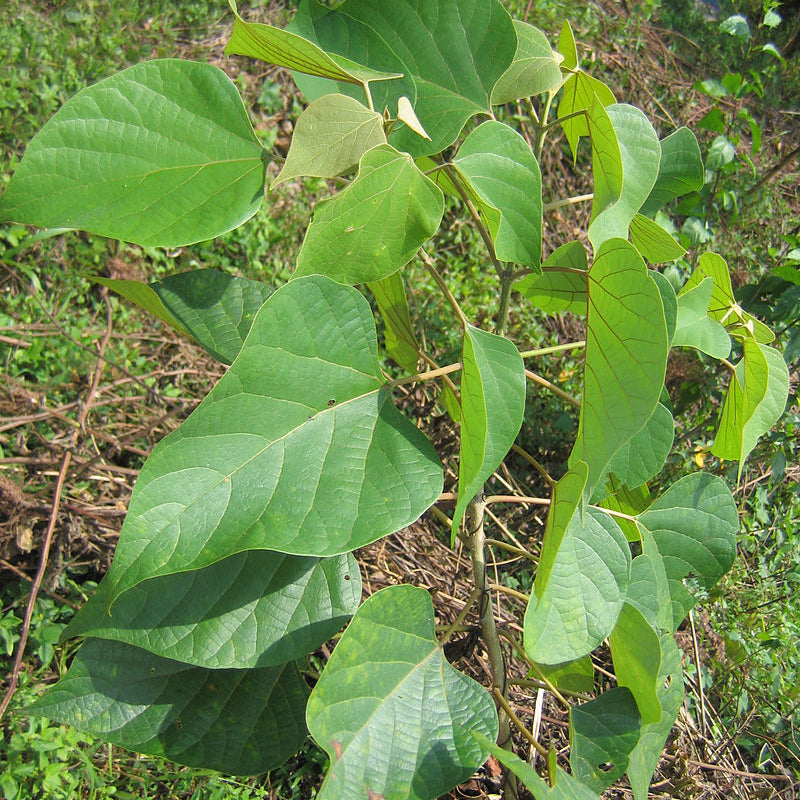 Kumizhu ( Gmelina arborea ) Medicinal Plant
