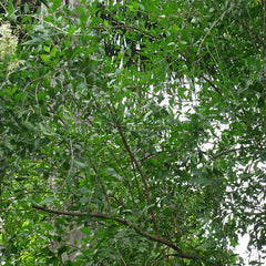 Mailanji ( Lawsonia inermis ) Medicinal Plant