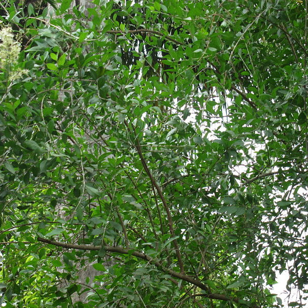 Mailanji ( Lawsonia inermis ) Medicinal Plant