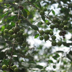 Mailanji ( Lawsonia inermis ) Medicinal Plant