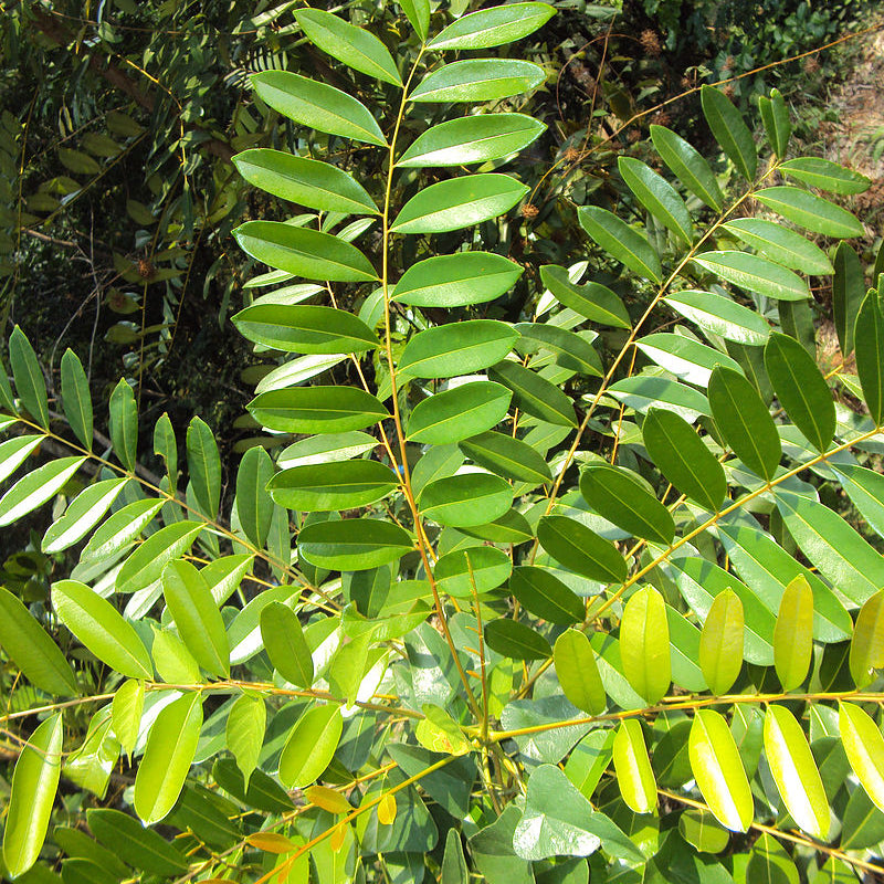 Lakshmi Tharu ( Simarouba glauca ) Medicinal Plant