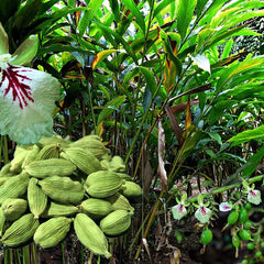 Green Cardamom Spice Plant