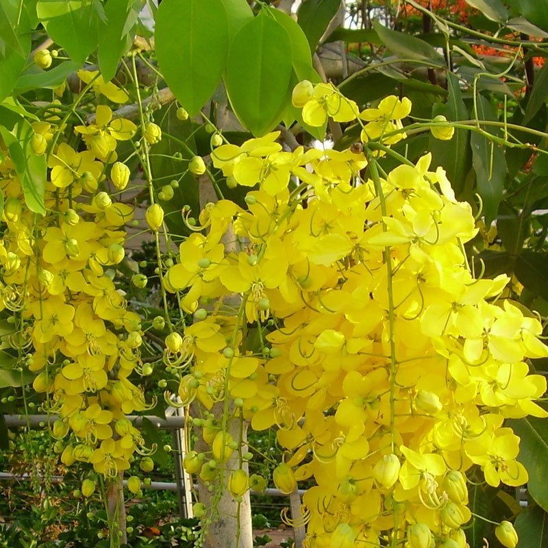 Golden Shower - Cassia fistula Tree Plant