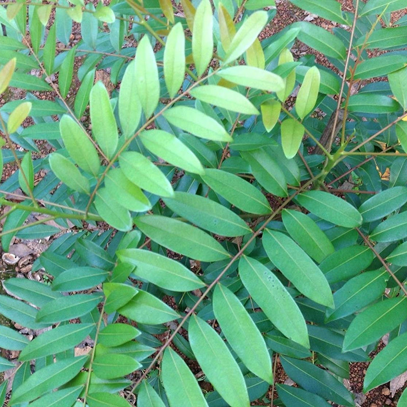 Lakshmi Tharu ( Simarouba glauca ) Medicinal Plant