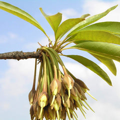 Eluppa ( Madhuca longifolia ) Medicinal Plant
