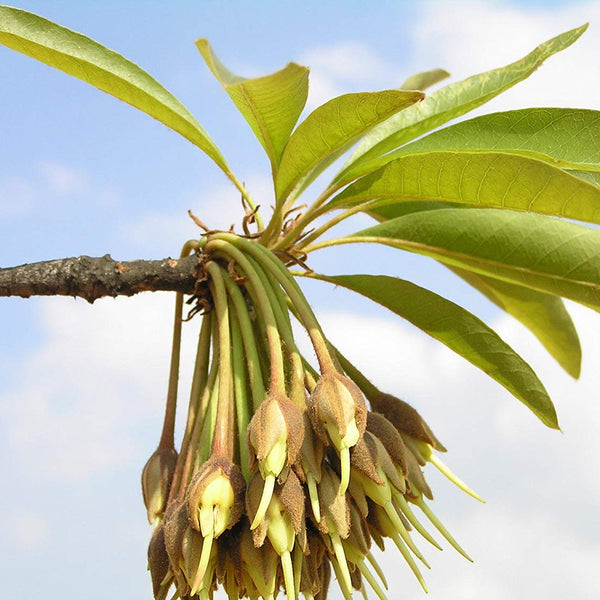 Eluppa ( Madhuca longifolia ) Medicinal Plant