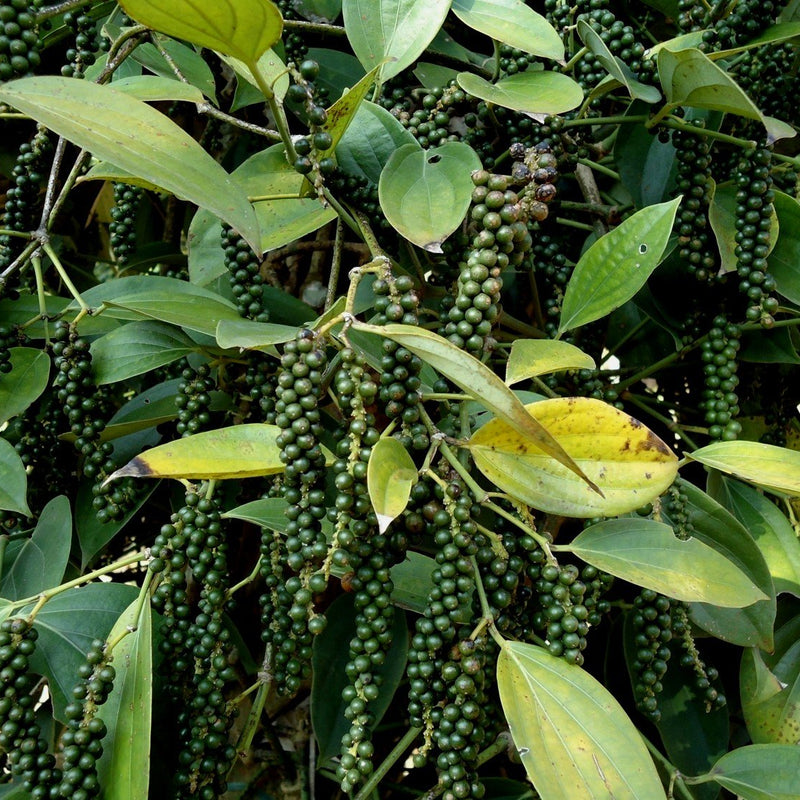Black Pepper Plant