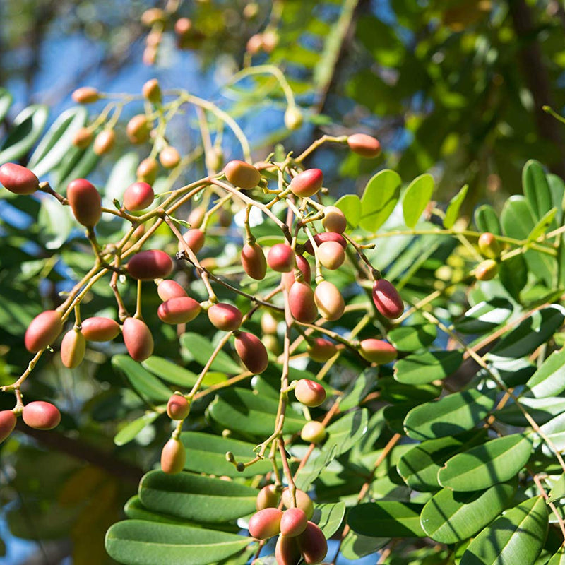 Lakshmi Tharu ( Simarouba glauca ) Medicinal Plant