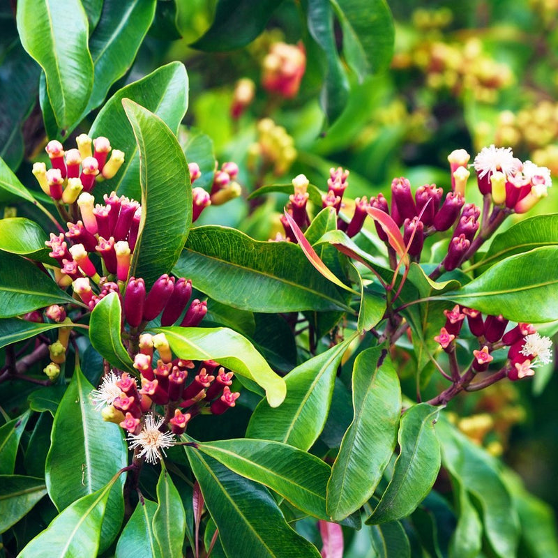 Clove - Lavang Spice Plant