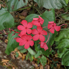 Chethi Koduveli ( Plumbago indica ) Medicinal Plant