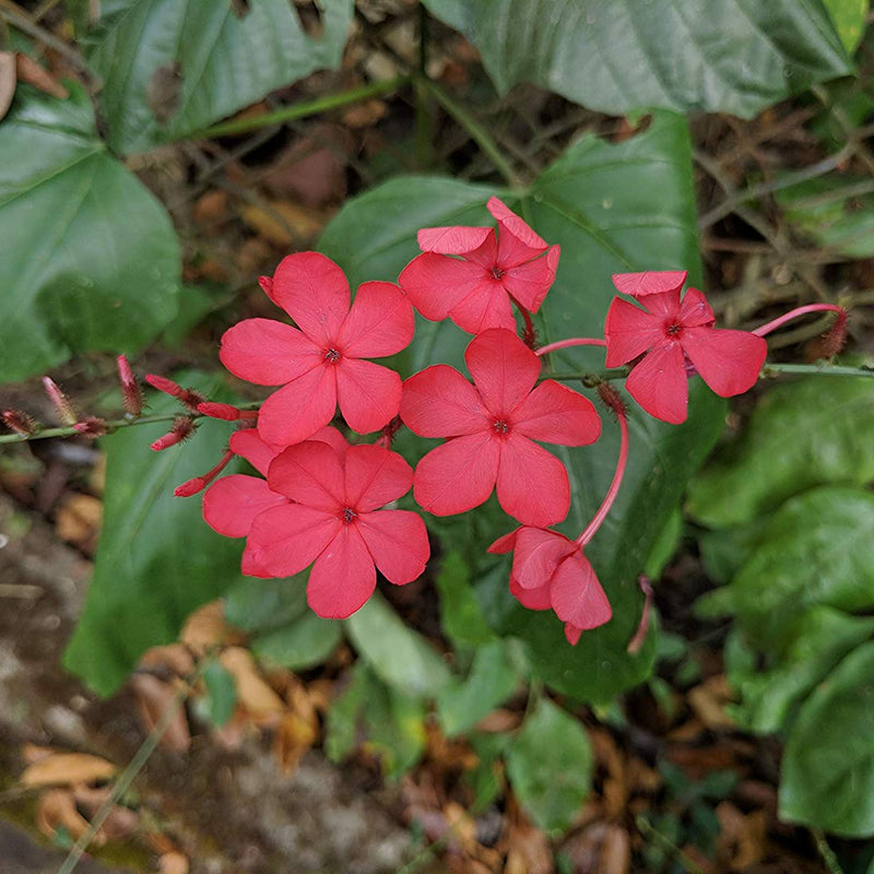 Chethi Koduveli ( Plumbago indica ) Medicinal Plant