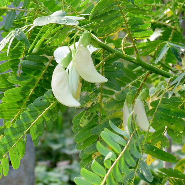 Agati ( Sesbania Grandiflora ) Medicinal Plant