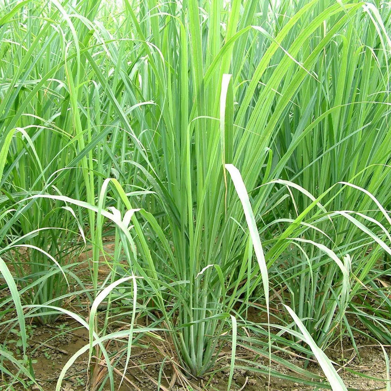 Lemon Grass - Malabar Grass Spice Plant