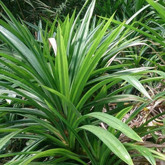 Rambha Cheera ( Pandanus amaryllifolius ) Medicinal Plant