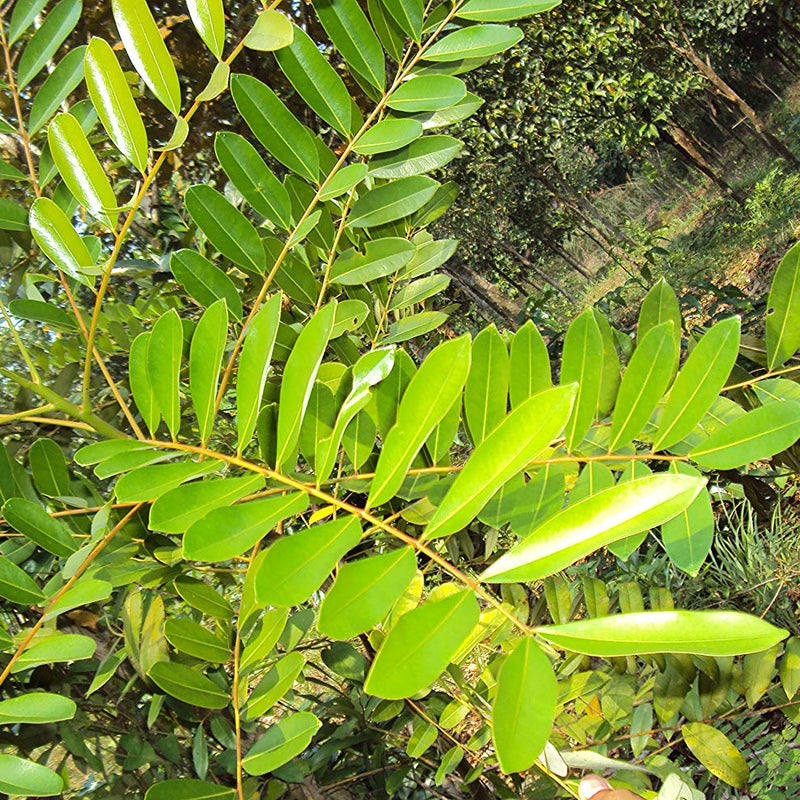 Lakshmi Tharu ( Simarouba glauca ) Medicinal Plant