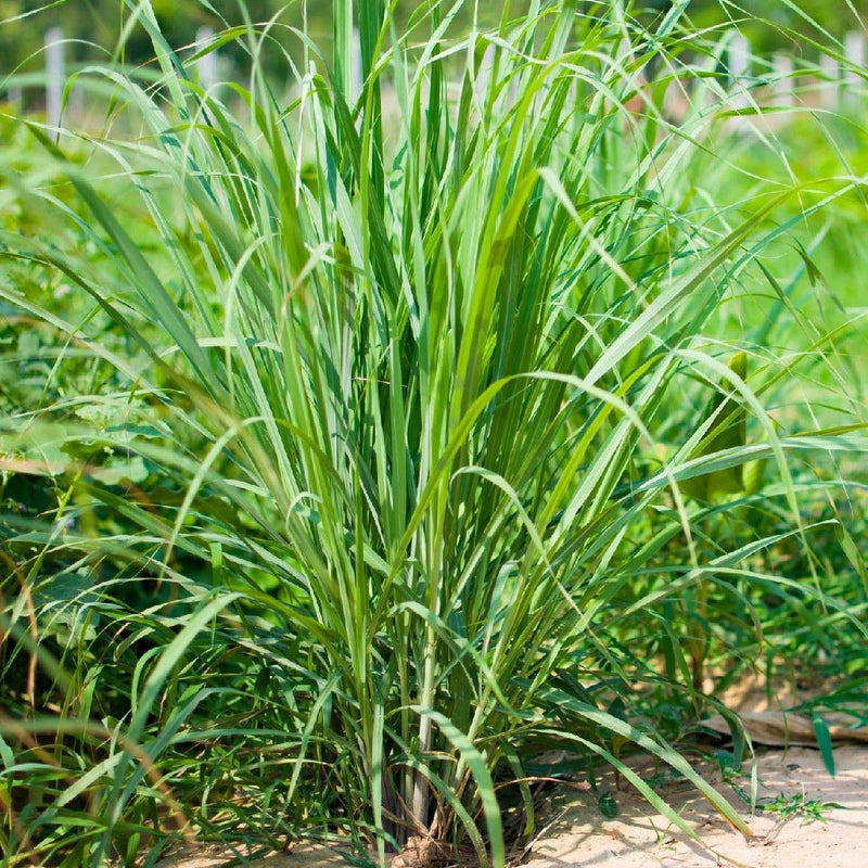 Lemon Grass - Malabar Grass Spice Plant