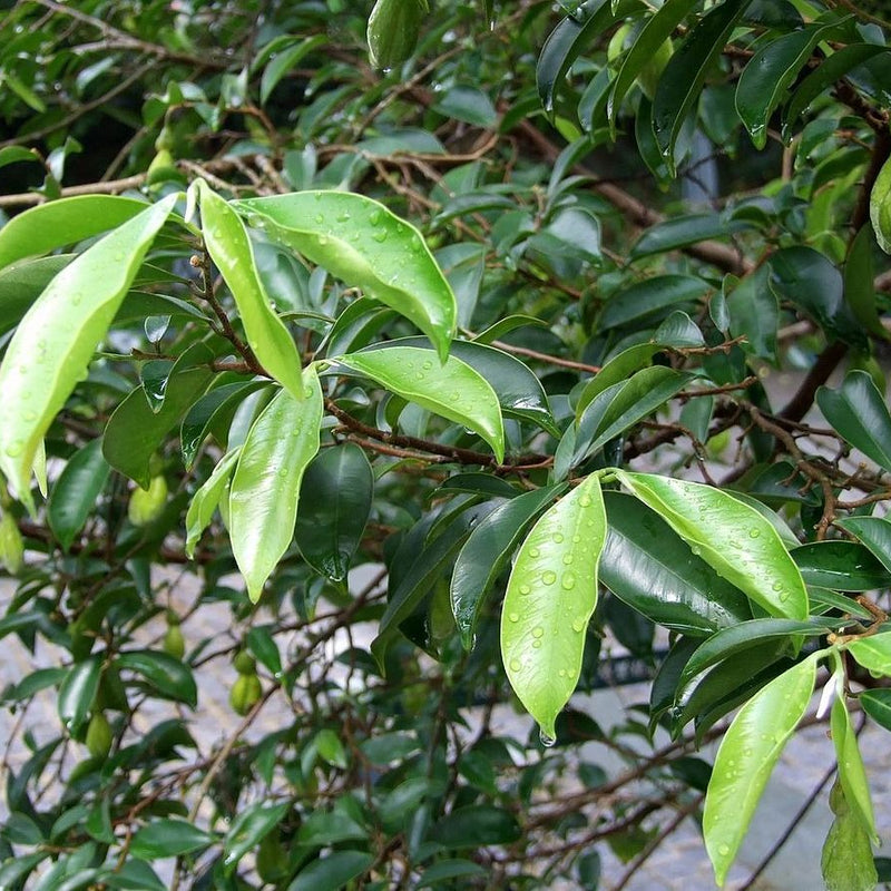 Agarwood Tree - Aquilaria malaccensis Tree Plant