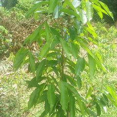 Agarwood Tree - Aquilaria malaccensis Tree Plant
