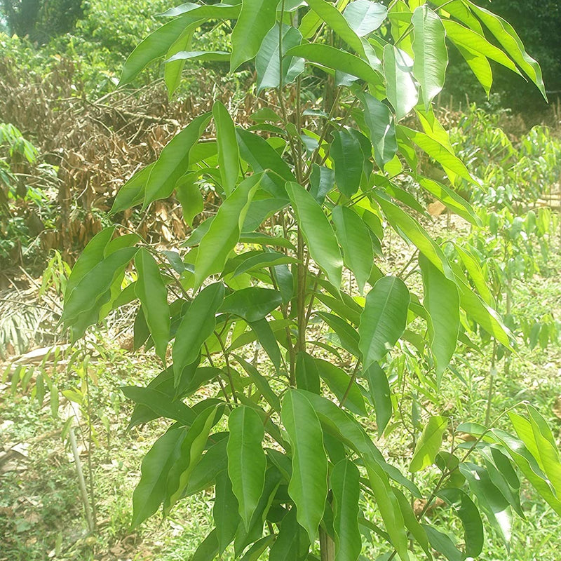 Agarwood Tree - Aquilaria malaccensis Tree Plant