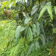 Agarwood Tree - Aquilaria malaccensis Tree Plant