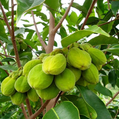 Agarwood Tree - Aquilaria malaccensis Tree Plant
