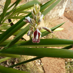 Chittaratha ( Alpinia calcarata ) Medicinal Plant