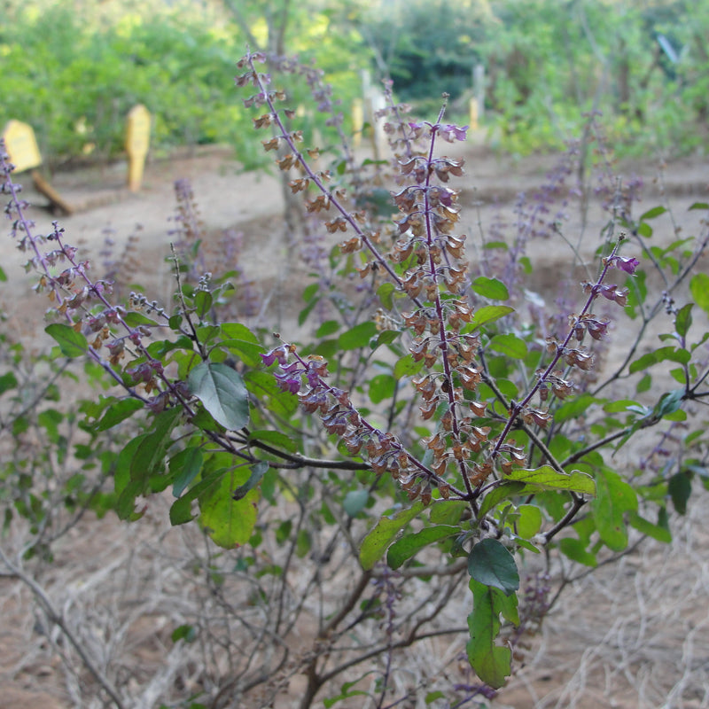 Thulasi ( Ocimum sanctum ) Medicinal Plant