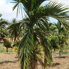 Hybrid Dwarf Arecanut - Andaman Dwarf  Plant