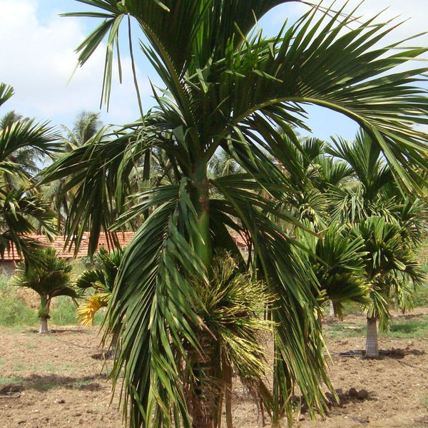 Hybrid Dwarf Arecanut - Andaman Dwarf  Plant