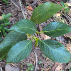 Asafoetida Hing Spice Plant