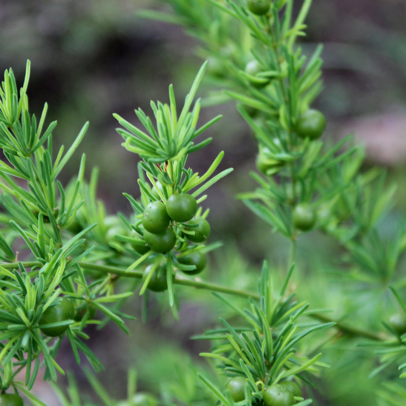 Shathavari ( Asparagus racemosus ) Medicinal Plant