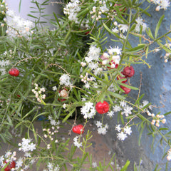 Shathavari ( Asparagus racemosus ) Medicinal Plant