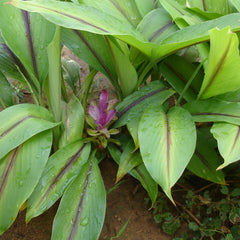 Black Turmeric ( Curcuma caesia ) Medicinal Plant