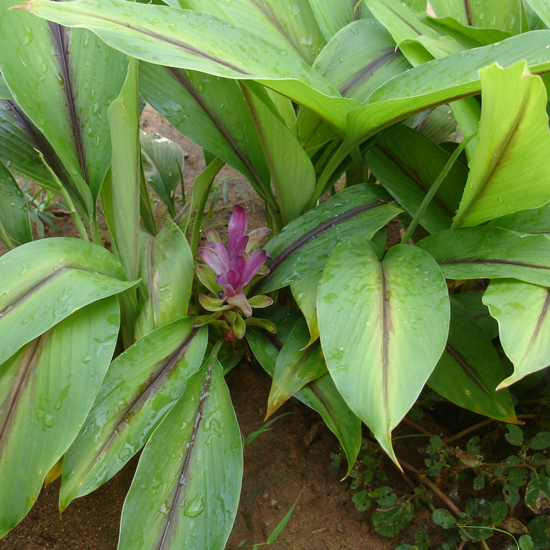 Black Turmeric ( Curcuma caesia ) Medicinal Plant