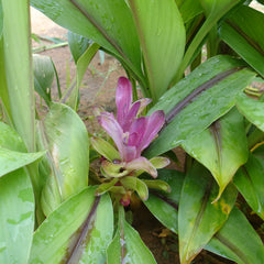 Black Turmeric ( Curcuma caesia ) Medicinal Plant