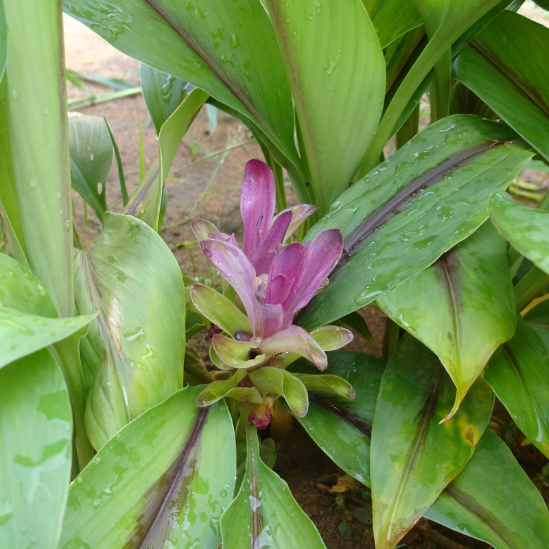 Black Turmeric ( Curcuma caesia ) Medicinal Plant