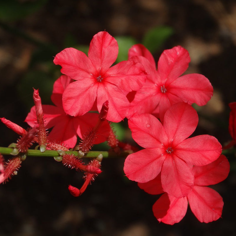 Chethi Koduveli ( Plumbago indica ) Medicinal Plant