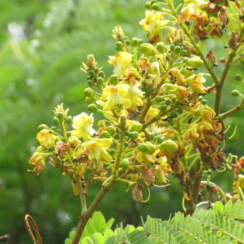 Pathimukam ( Biancaea sappan ) Medicinal Plant