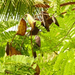 Pathimukam ( Biancaea sappan ) Medicinal Plant
