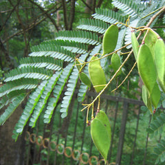 Pathimukam ( Biancaea sappan ) Medicinal Plant