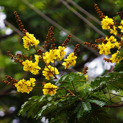 Pathimukam ( Biancaea sappan ) Medicinal Plant