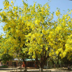 Golden Shower - Cassia fistula Tree Plant