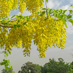 Golden Shower - Cassia fistula Tree Plant