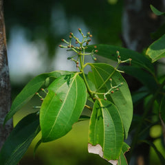 Cinnamon - Karuvapatta Spice Plant