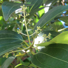 Cinnamon - Karuvapatta Spice Plant