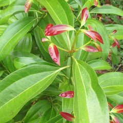 Cinnamon - Karuvapatta Spice Plant